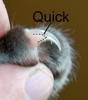 How To Clip Your cats Claws - Expert Tips and Advice - CattyLicious.com