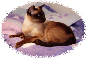 Old Style Siamese Cat
