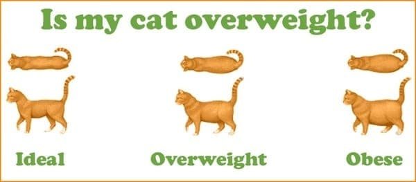 Overweight Cats, The Shocking Truth - Expert Tips and Advice