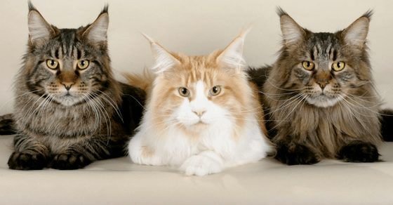 Maine Coon Cat Breed Profile