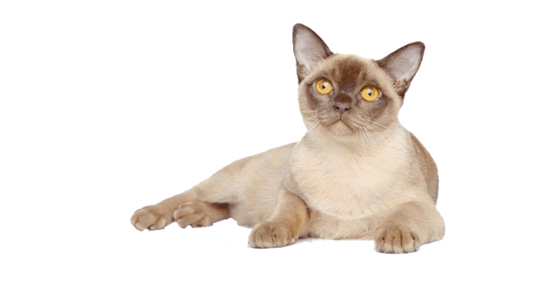 Burmese Cat Breed Profile - Cattylicious Cats & Kittens