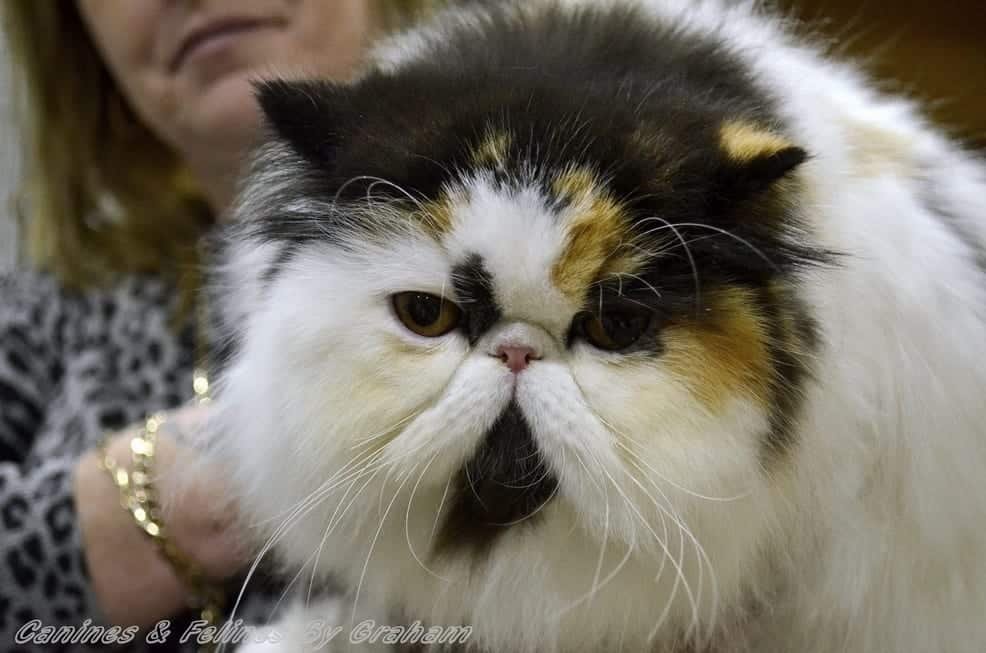 Persian Cat Breed Profile Cattylicious Cats & Kittens