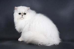 Persian Cat Breed Profile