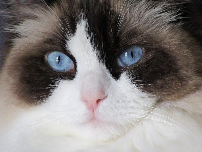 Ragdoll Cat Breed Profile - CattyLicious.com